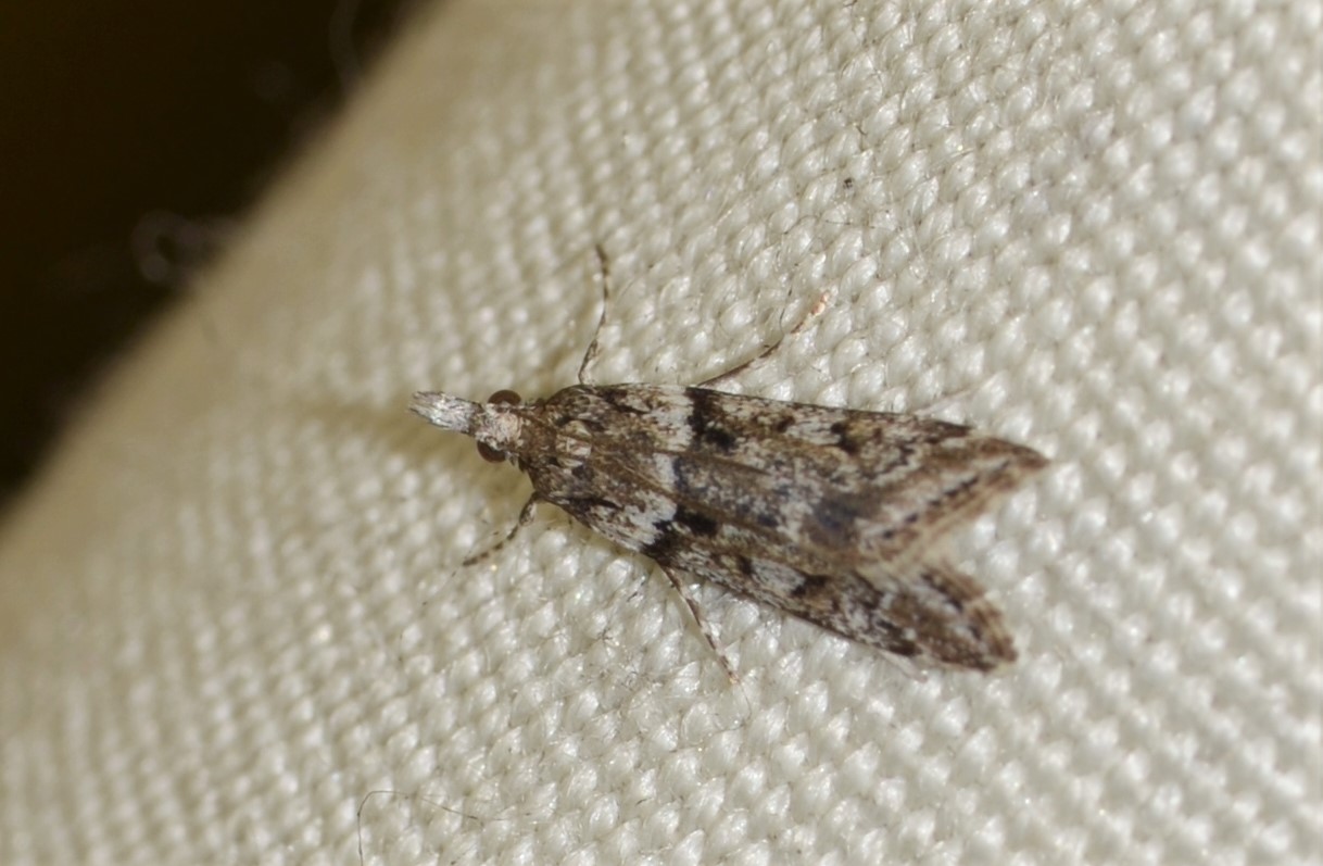 Eudonia Crambidae?